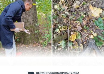 Імунізація диких тварин: на Черкащині стартувала осіння кампанія захисту проти сказу — Новости Черкасс