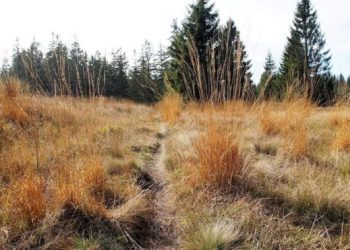 Новини Львова: Суд остаточно повернув громаді Львова 3,3 га заказника Торфовище Білогорща