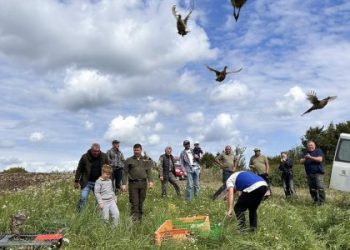 Понад 400 волинських фазанів випустили у дику природу Львівщини — Львівщіна