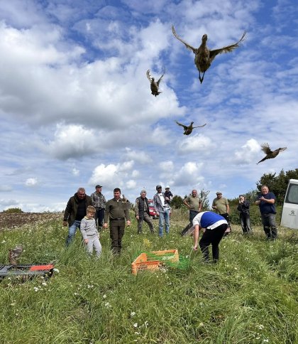 Понад 400 волинських фазанів випустили у дику природу Львівщини
