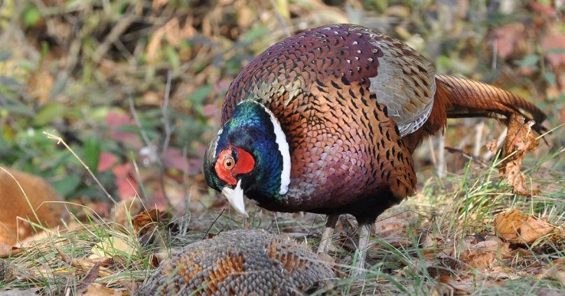 Понад 400 волинських фазанів випустили у дику природу Львівщини – 04