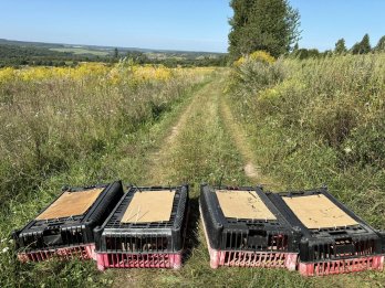 Понад 400 волинських фазанів випустили у дику природу Львівщини – 03