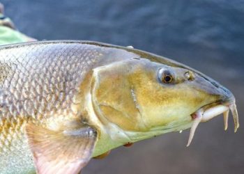 Рибалку з Львівщини оштрафували за вилов однієї червонокнижної марени — Львівщіна