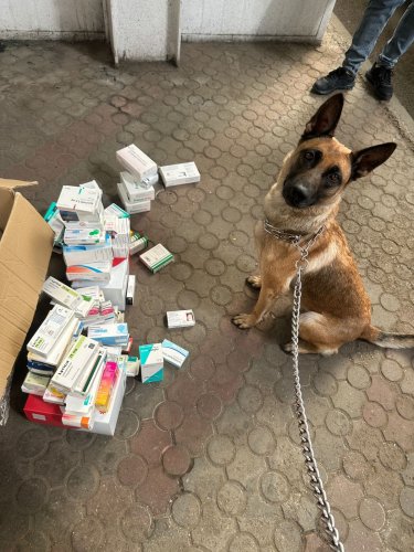 У “Шегинях” службова вівчарка знайшла у пасажирки автобуса нарковмісні таблетки – 01