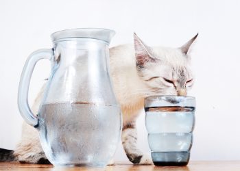 Частина Львова залишиться без водопостачання 23 жовтня через ремонт магістрального водогону –