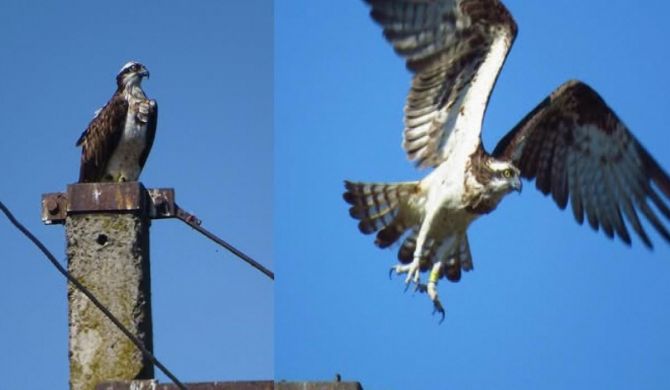 Орнітологи сфотографували птаха, якого закільцювали у Фінляндії / колаж УНІАН, фото @maksim.gavriluk