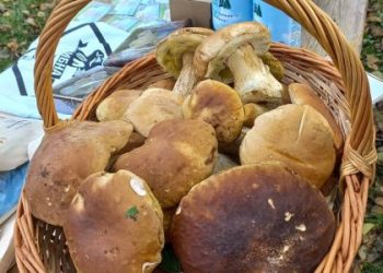 На вихідних у Сколе змагатимуться за звання найкращого грибника — Львівщіна