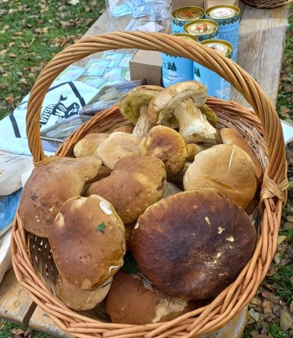 На вихідних у Сколе змагатимуться за звання найкращого грибника року