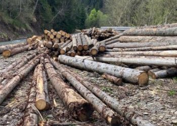 Підприємця зі Славського підозрюють у вирубці лісу на 1,2 млн грн — Львівщіна