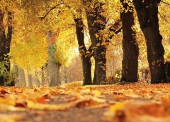 Погода Львів та область 17 жовтня 2025: прогноз синоптиків — Львівщіна