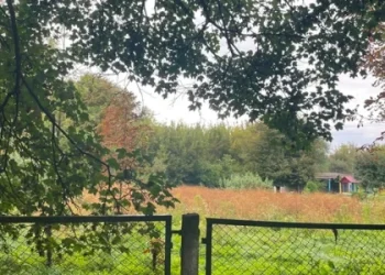 У Бродах місцева підприємиця купила землю під торгові будівлі — Львівщіна