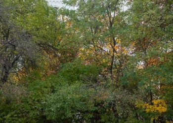 У Каневі прибрали пам’ятник Аркадію Гайдару — Новости Черкасс