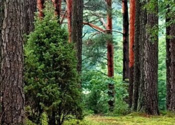 У лісі на Золочівщині знайшли мертвим зниклого 84-річного чоловіка — Львівщіна