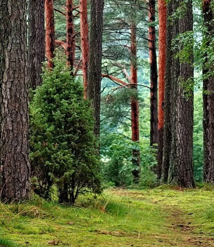У лісі на Золочівщині знайшли мертвим зниклого 84-річного чоловіка
