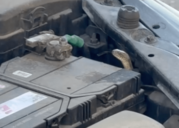 Змія під капотом: рятувальники Дніпра дістали плазуна з авто | АВТО НОВИНИ |