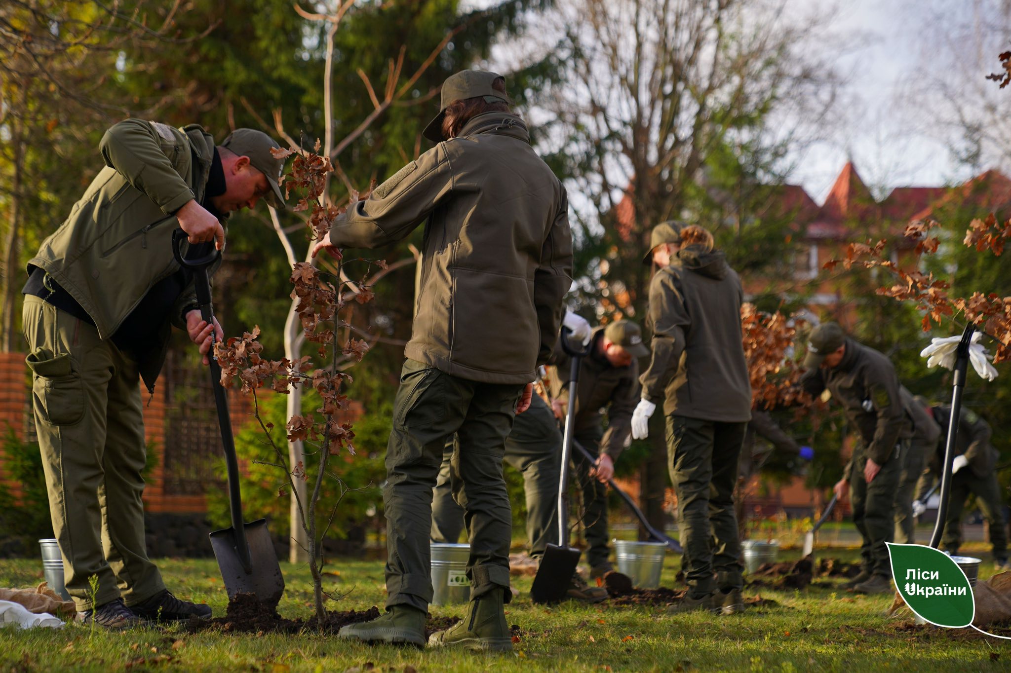 висаджують дерева