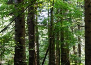 “Ліси України” мають оформити межі пралісу «Багнувата» на Львівщині — Львівщіна