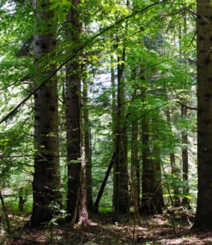 Суд зобов’язав оформити охоронний статус для майже 45 га пралісу на Львівщині