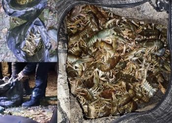 Понад 456 тисяч збитків: на Черкащині браконьєр незаконно виловив 167 раків — Новости Черкасс