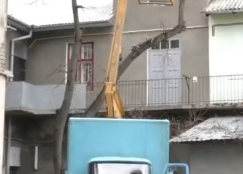 Робітники впали з 8-метрової висоти підчас обрізки дерев у Бродах — Львівщіна