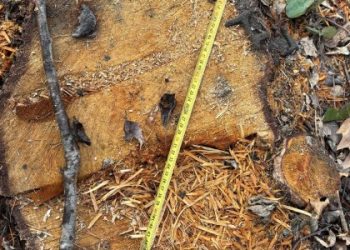 Неподалік Бібрки невідомі незаконно вирубали дерев на понад 1 млн грн — Львівщіна