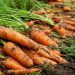 Овочівники Черкащини отримали врожай моркви до 100 т/га — Новости Черкасс