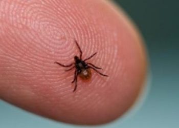 У листопаді на Львівщині зафіксували понад 50 випадків хвороби Лайма — Львівщіна