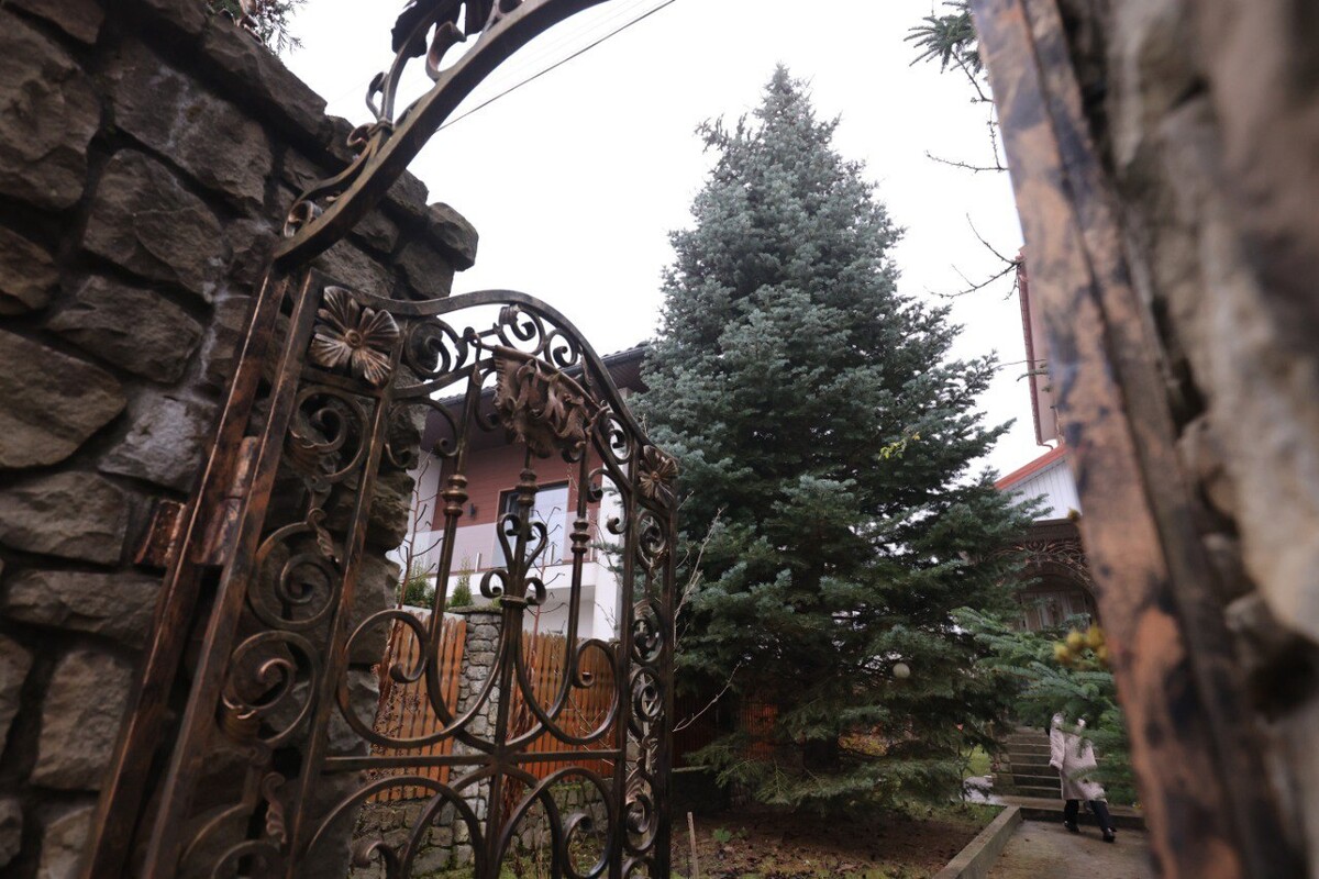 З-за брами видно велику, пухнасту ялинку. За деревом видніється частина житлового будинку з білими та світло-коричневими стінами.