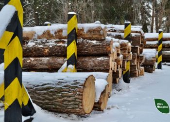 ДП «Ліси України» запустило форвардні торги й законтрактувало 100% лісопродукції — Новости Черкасс