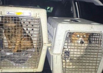 На Самбірщині чоловік силоміць заливав собакам у пащі алкоголь — Львівщіна