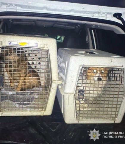 На Самбірщині 57-річний чоловік силоміць заливав собакам у пащі алкоголь