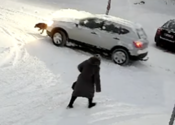 Переїхав собаку поблизу Львова: правоохоронці встановлюють особу водія