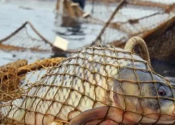 11 000 грн: суд на Львівщині оштрафував рибалку за вилов трьох коропів