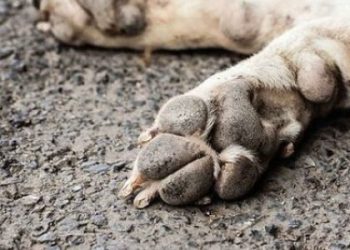 Водійка Toyota заплатить штраф за на смерть збиту собаку на Львівщині — Львівщіна