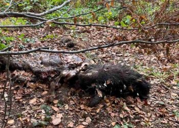 На Львівщині браконьєри вбили двох зубрів