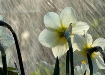 Дощі на вихідних та похолодання протягом тижня: прогноз погоди на Львівщині — Львівщіна