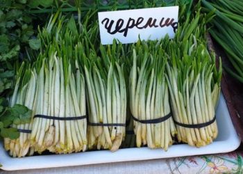 Незаконний продаж червонокнижних рослин зафіксували у Черкасах — Новости Черкасс