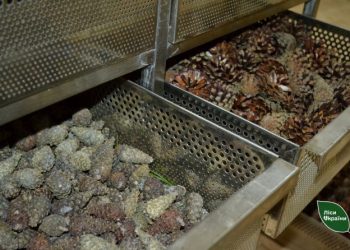 Понад 74 тонни шишки і майже 490 кілограмів насіння: на Черкащині готують матеріал для майбутніх лісів — Новости Черкасс