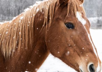 Тримав коней в мороз на пасовищі: в Сокалі суд оштрафував чоловіка — Львівщіна