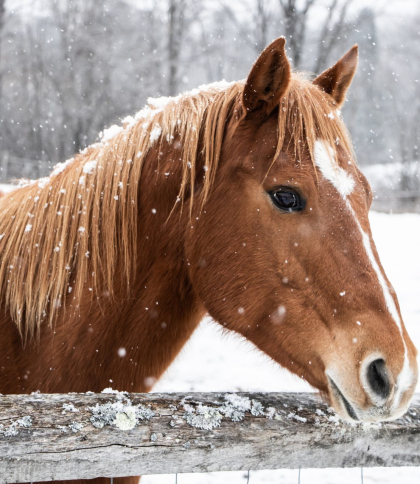 В Сокалі оштрафували чоловіка, який взимку утримував коней на пасовищі