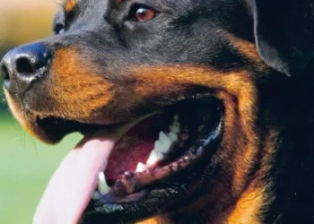 У Моршині суд покарав власницю ротвейлерів, які напали на дитину — Львівщіна