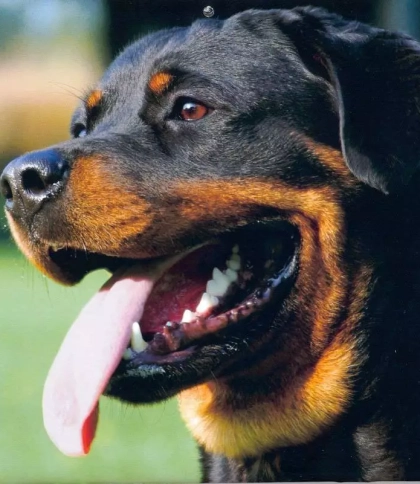 У Моршині суд покарав власницю ротвейлерів, які напали на дитину