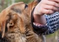 В мешканки Кам’янки-Бузької конфіскують собаку через напад на дитину — Львівщіна