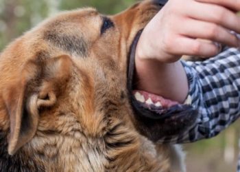 В мешканки Кам’янки-Бузької конфіскують собаку через напад на дитину — Львівщіна