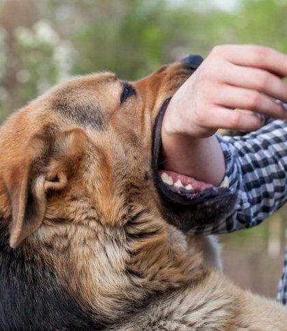 В мешканки Кам’янки-Бузької конфіскують собаку через напад на 12-річну дівчинку
