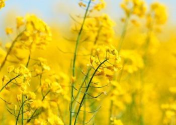 Аграріїв Львівщини попереджають про небезпечного шкідника у посівах озимого ріпаку — Львівщіна