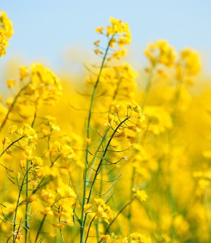 Аграріїв Львівщини попереджають про небезпечного шкідника у посівах озимого ріпаку