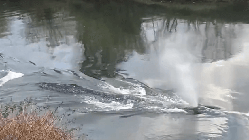 Сірий кит, який заплив у річку Віллапа 1 квітня