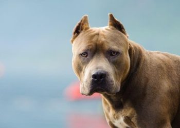 Через напад на йорка у мешканця Шептицького конфіскують пітбуля — Львівщіна