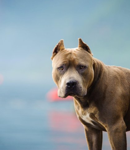 За напад на йорка у мешканця Шептицького конфіскують пітбуля